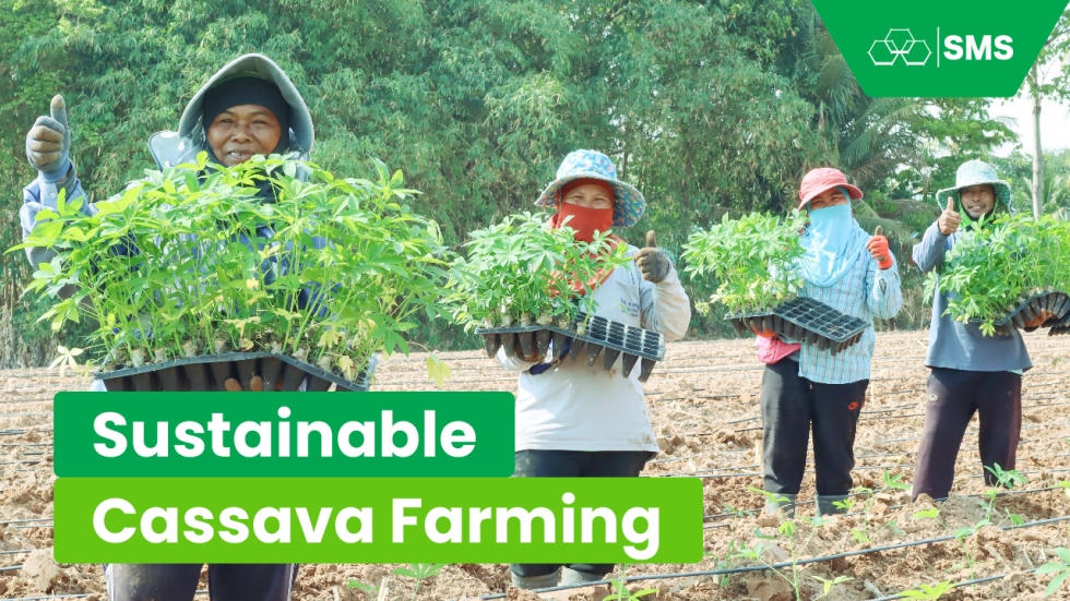 Thailand's cassava fields